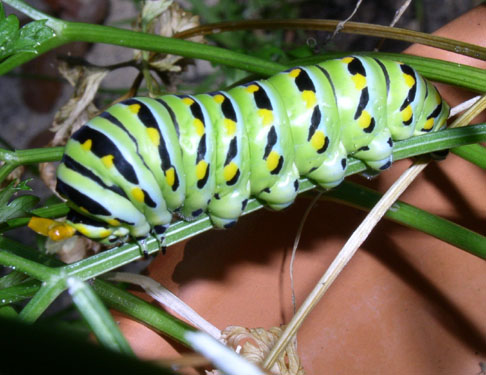 Parsley Caterpillar