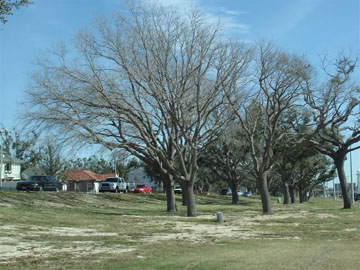 Dead Trees In Biloxi Turned Into Art